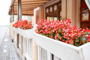 Street cafe flowers pot with petunia perspective view with copy space. Street restaurant lounge background
