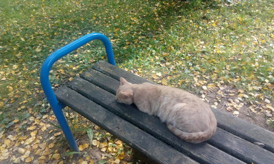 Cat on bench