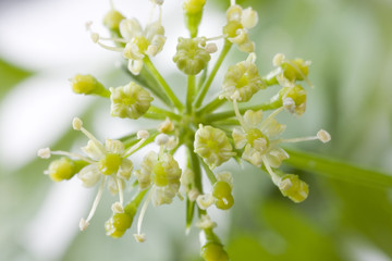 ぶどうの花