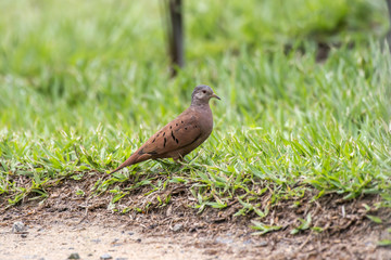 Fototapeta premium Rolinha-roxa (Columbina talpacoti) | Ruddy Ground-Dove photographed in Linhares, Espírito Santo - Southeast of Brazil. Atlantic Forest Biome.