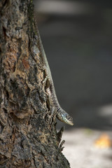 Calango (Tropidurus oreadicus) | Amazon lava lizard photographed in Linhares, Espírito Santo - Southeast of Brazil. Atlantic Forest Biome.