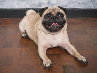 Obraz premium Adorable pug dog lying on floor at home, 3 year old, looking at the camera