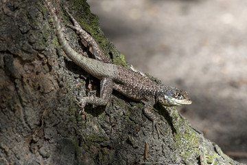 Calango (Tropidurus oreadicus) | Amazon lava lizard photographed in Linhares, Espírito Santo -...