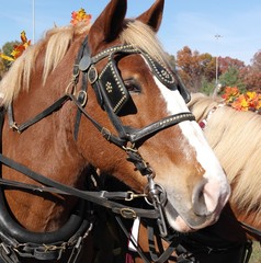Obraz premium Hayride 2