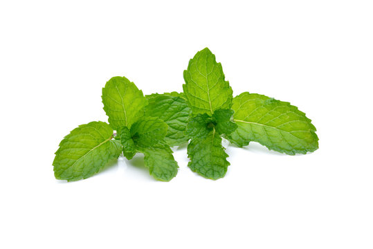 fresh peppermint on white background