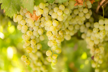 Ripe juicy green grapes in the garden