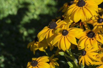 Yellow arnica flower with black center.