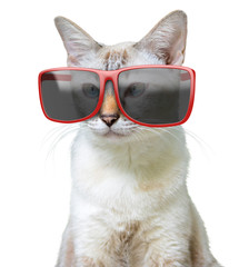 Funny animal portrait of a cool cat wearing big oversized red sunglasses, isolated on a white background