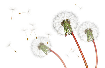 Airborne dandelion seeds flying in the wind, isolated on a white background