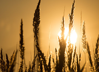 dry grass on the golden sunset as background