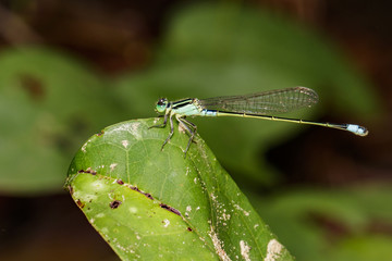 Image of Bragonfly Yellow Feather Legs / Copera marginipes on nature background. Insect Animal