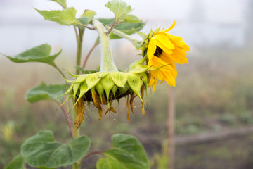 sunflower in the garden in the fog in the morning