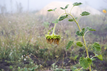 sunflower in the garden in the fog in the morning