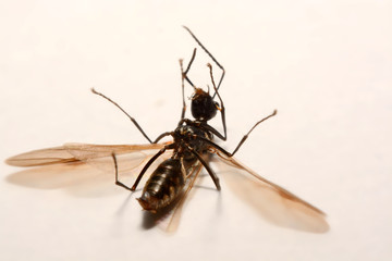 Close-up photos Winged ants on a white background
