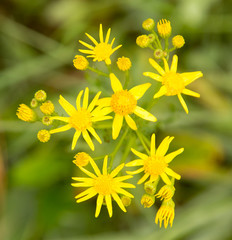 Obraz premium yellow flower in a park