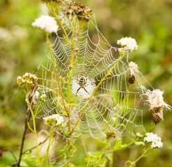 the spider sits on a wet web