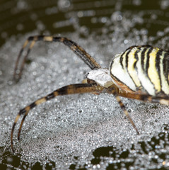 the spider sits on a wet web