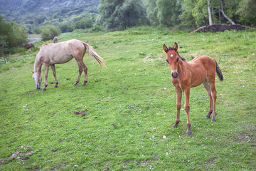 horses on the green field