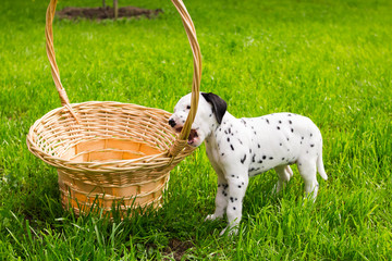 sweet dog puppy in a green meadow with copy space. puppy Dalmatians, Cute dalmatian. a hungry puppy chewing straw basket