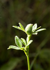 green clover leaves in drops of dew