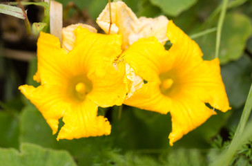 yellow flower in a park