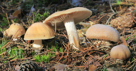 płachetka zwyczajna:Cortinarius caperatus