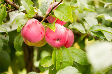 red apple on a branch of a tree