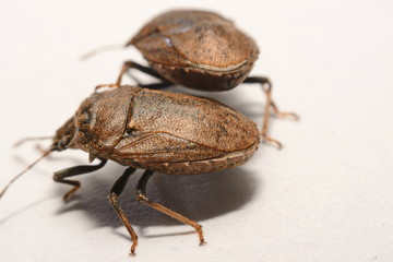 Close-up of brown Marmalade Stink Bug on white paper background.
