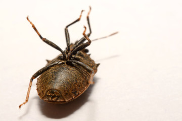 Close-up of brown Marmalade Stink Bug on white paper background.