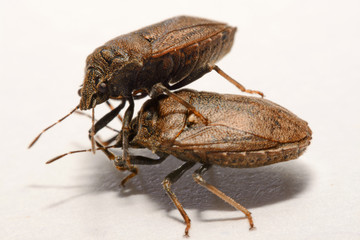 Close-up of brown Marmalade Stink Bug on white paper background.