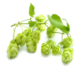 Beer brewing ingredients Hop cones isolated on white background. Beer brewery concept. Beer...