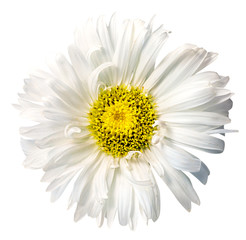 Daisy chrysanthemum chamomile isolated on white background