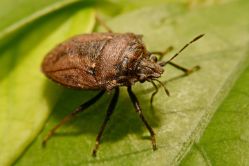 Extreme close up Shield Bug Or Stink Bug brown on plant