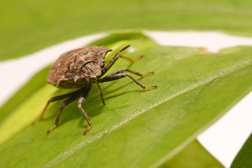 Extreme close up Shield Bug Or Stink Bug brown on plant