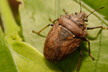 Extreme close up Shield Bug Or Stink Bug brown on plant