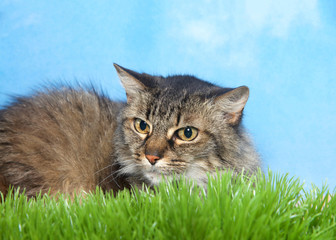 Naklejka na ściany i meble Black and brown tabby cat laying in green grass looking to viewers left out of the frame, blue background sky with clouds.