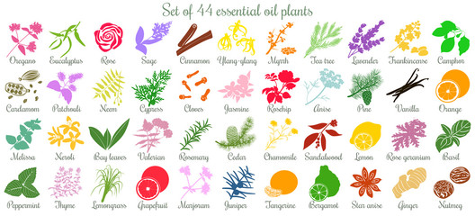 Fototapeta na wymiar Big set of 44 essential oil plants. flat style, colored