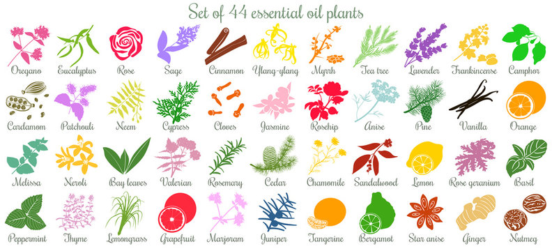 Big set of 44 essential oil plants. flat style, colored