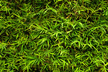 Bright bamboo leaves background. Fresh summer natural wallpaper