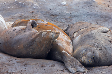 Naklejka premium Elephant Seals, Mirounga Leonina, Antarctic Peninsula Antarctica