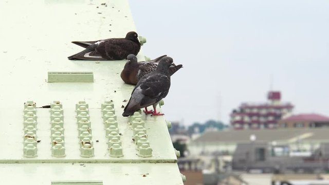 Pigeons on the bridge - video 4K UHD 1