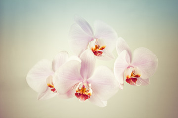 Blooming orchid flowers on colorful background.