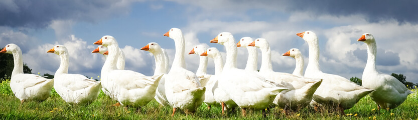 Frei laufende Gänseschar im Herbst auf einer Weide, Banner