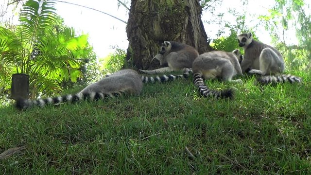 Ring-tailed lemur resting near tree