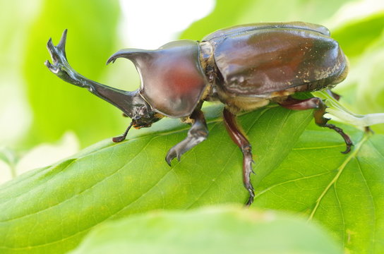 カブトムシ