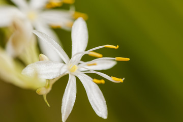 single blossom of Chlorophytum comosum near