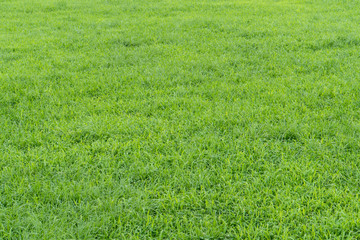 Green Grassland 緑の草地１