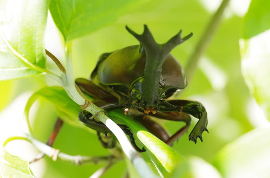 カブトムシ
