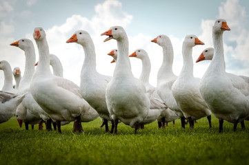 Schnatternde Gänseschar auf einer Wiese im Herbst © Countrypixel
