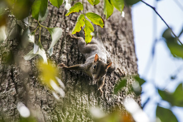 Caxinguelê (Guerlinguetus ingrami) | Brazilian squirrel photographed in Linhares, Espírito Santo - Southeast of Brazil. Atlantic Forest Biome.